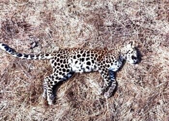 संगमेश्वर येथे आढळला मृत बिबट्याचा बछडा