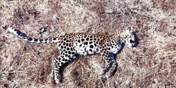 संगमेश्वर येथे आढळला मृत बिबट्याचा बछडा