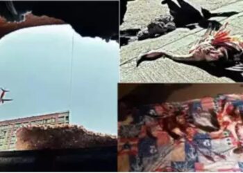 Flamingo dies in plane crash