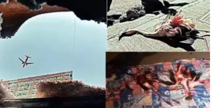 Flamingo dies in plane crash