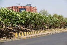 Agitation for Tree Plantation