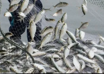 Ban on fishing from 1 June