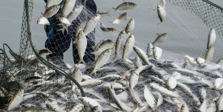 Ban on fishing from 1 June