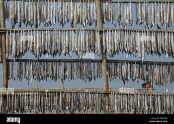 Running for storage of dried fish