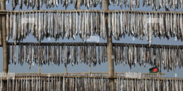 Running for storage of dried fish