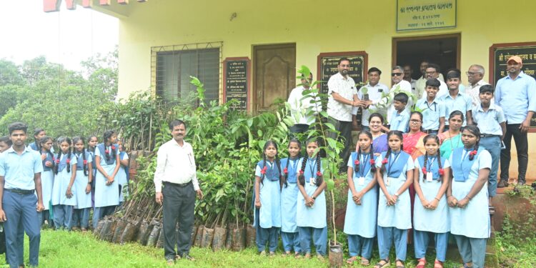 Distribution of seedlings at Dhamanse