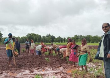 Planting ragi at Madhal