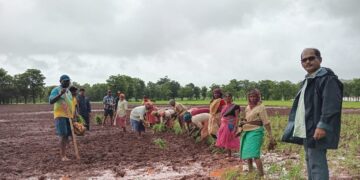 Planting ragi at Madhal