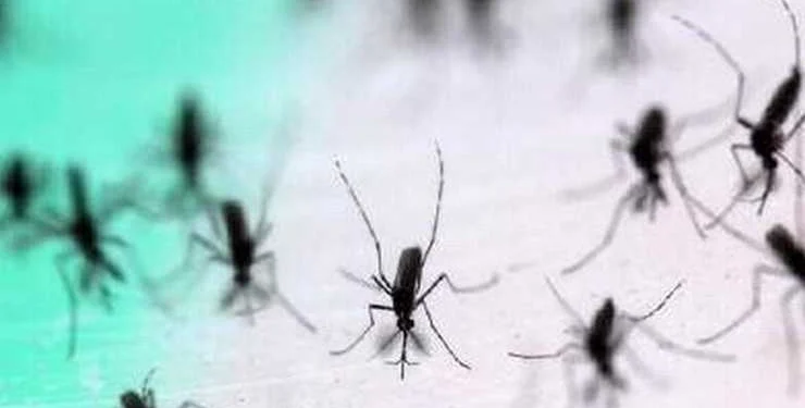 डासांची उत्पत्ती ३० दशलक्ष वर्षांपूर्वीची