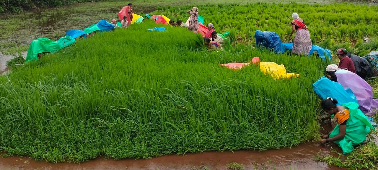 Social Farming Activities in Sakhri Khurd Village