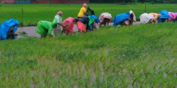 Social Farming Activities in Sakhri Khurd Village