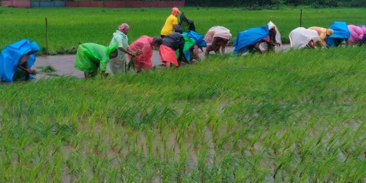 Social Farming Activities in Sakhri Khurd Village