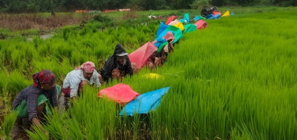 Social Farming Activities in Sakhri Khurd Village