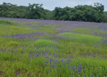 Katalmal is decorated with wildflowers