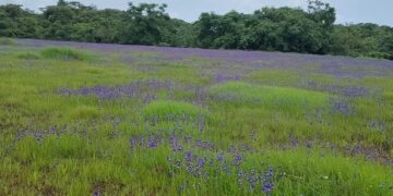Katalmal is decorated with wildflowers