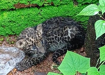 Leopard cub safe in national park