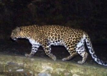Free movement of leopards in Guhagar
