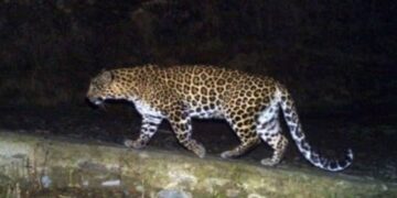 Free movement of leopards in Guhagar