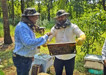 Bee keeping at Chorge Agro Farm