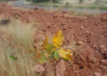 Mahavitaran's contractor uprooted trees