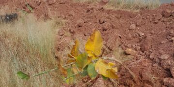 Mahavitaran's contractor uprooted trees