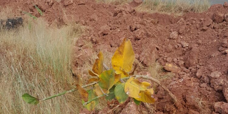 Mahavitaran's contractor uprooted trees