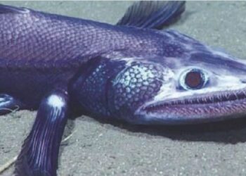 A dangerous fish was found in the sea
