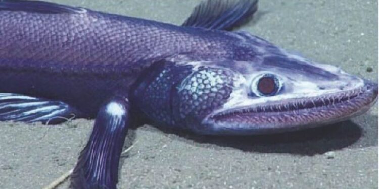 A dangerous fish was found in the sea