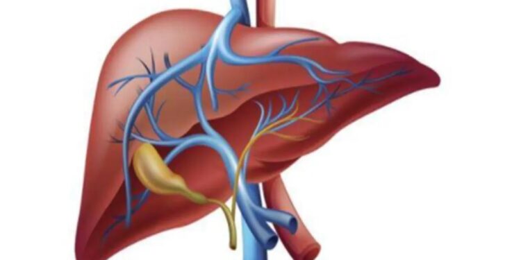 Signals the body gives when the liver is damaged