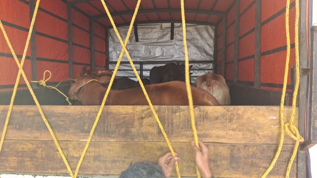 Cow smuggling from Pomendi area