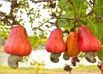 Cashew Seed Government Subsidy Scheme