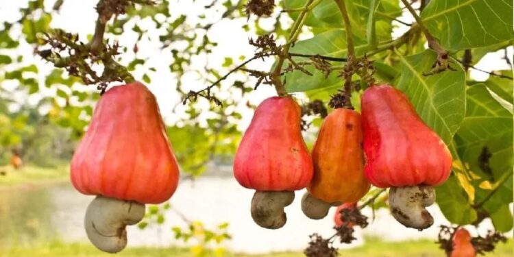 Cashew Seed Government Subsidy Scheme