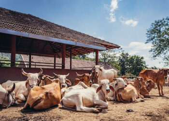 Workshop at Someshwar Vishwamangal School