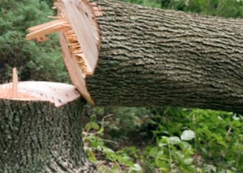 Suspension of Penalty Bill for Tree Cutting