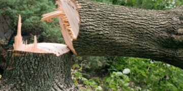 Suspension of Penalty Bill for Tree Cutting