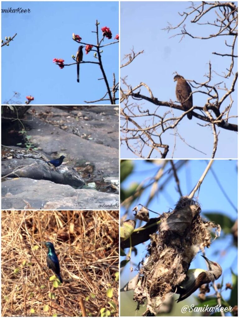 Bird-watching done by students of Dev, Ghaisas, Keer College 