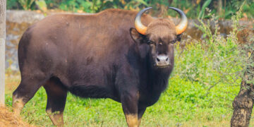 Horticultural damage caused by animals