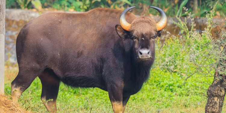 Horticultural damage caused by animals