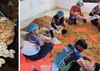 Alambi production at Sharadchandraji Pawar Agricultural College