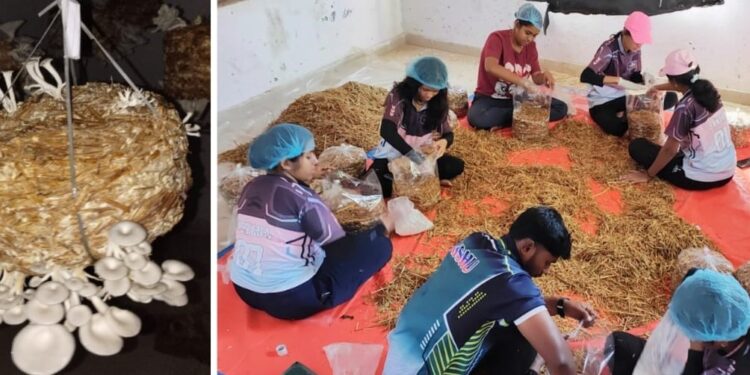 Alambi production at Sharadchandraji Pawar Agricultural College