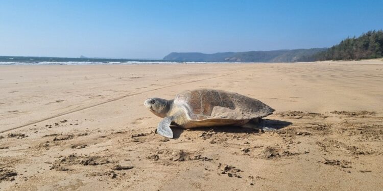 Odisha's Turtle Lays 107 Hatchlings on Guhagar Beach