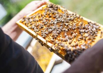 Beekeeping industry
