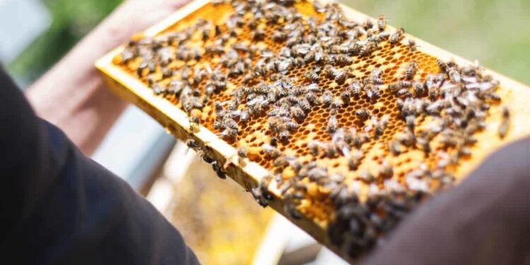 Beekeeping industry