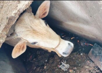 Sewers are deadly for stray cattle