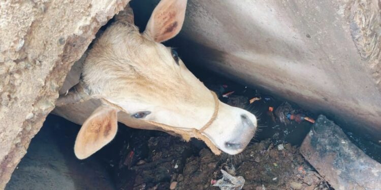 Sewers are deadly for stray cattle