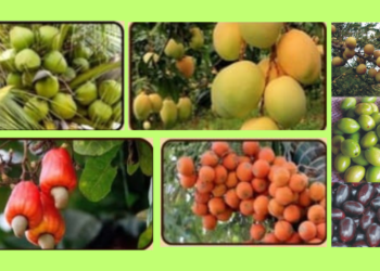 Subsidy for plantation of fruit trees