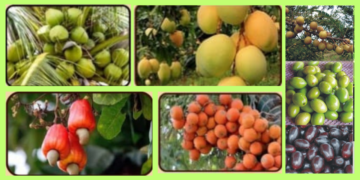 Subsidy for plantation of fruit trees