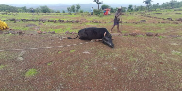 Bull dies due to electric shock