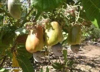 Free cashew seedlings distributed to farmers