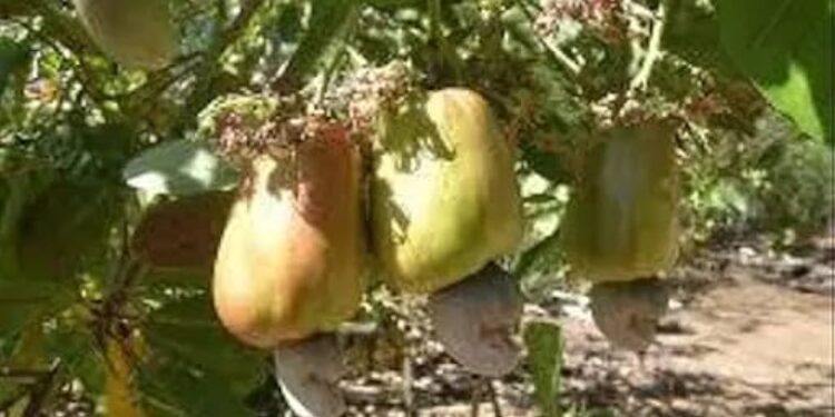 Free cashew seedlings distributed to farmers